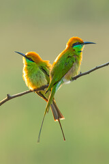 A pair of Green Bee-eaters on the perch looking in different directions