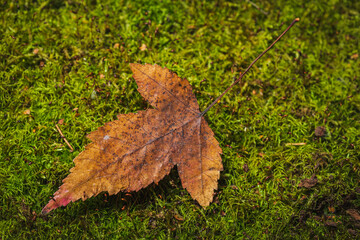 Autumn colors- yellow leaves. Background green moss