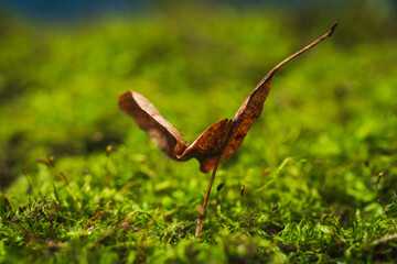 Green moss- beautiful background