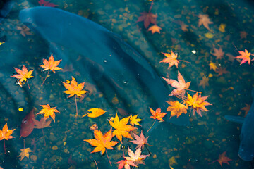 茨城 水戸 もみじ谷 落葉と鯉