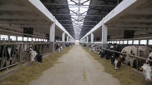 many cows are in the barn