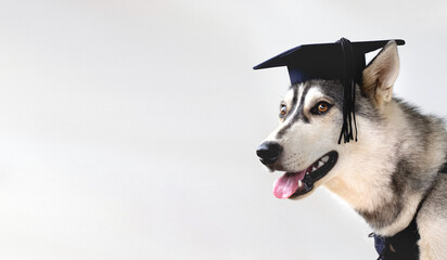 Graduate husky puppy dog on a white background with copy space © Irina