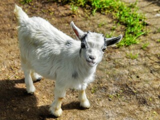 Naklejka na ściany i meble goat on the farm