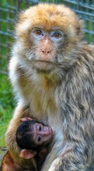 Barbary Ape with baby