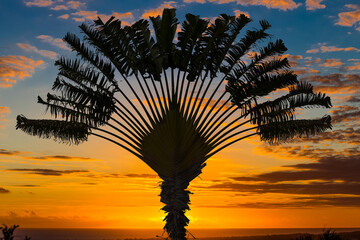 Arbre du voyageur sur fond de soleil couchant 