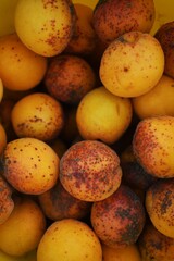 mango fruit