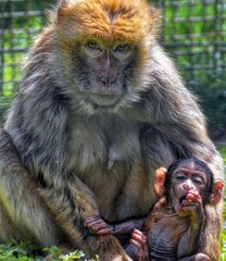 Barbary Ape with baby