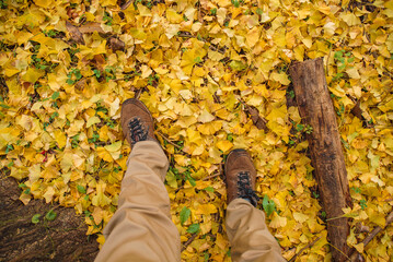 足元に広がるイチョウの落葉