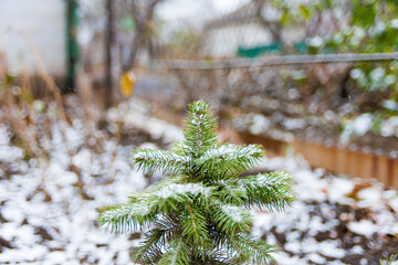 A beautiful little Christmas tree grows outside and is shrouded in snow, close-up.