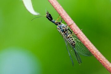 Kamelhalsfliege (Phaeostigma major)