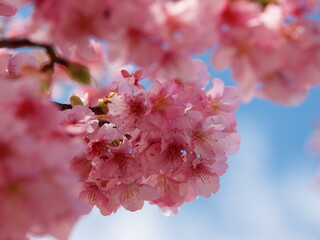 春の青空と河津桜