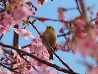 河津桜に佇むメジロ