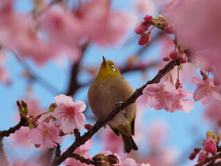 河津桜に佇むメジロ