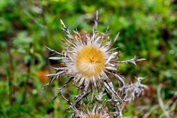 Silberdistel (Carlina acaulis)