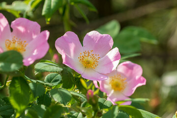 Obraz na płótnie Canvas Rosa Blüten an einem Strauch