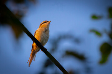Brown Shrike on the Electric Wire