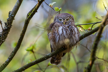 Sperlingskauz (Glaucidium passerinum)