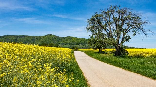 Albvorland bei Weilheim an der Teck mit Burg Teck