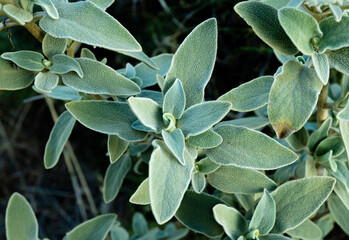 Fototapeta na wymiar Salvia fruticosa or Greek Sage plant close up.