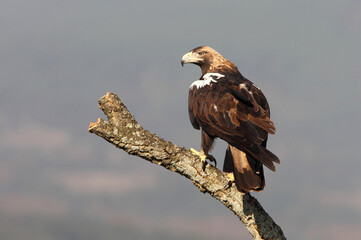 Spanish Imperial Eagle adult female on a cork oak branch in a Mediterranean oak forest with the first light of a sunny day