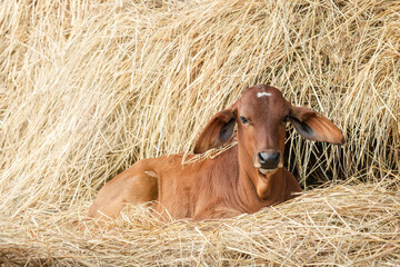 Red brahman calf lying near Haystack