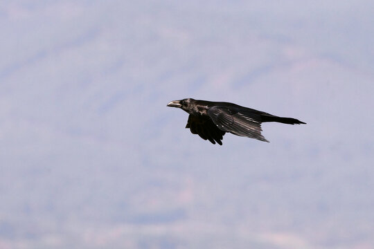 Common raven flying early morning