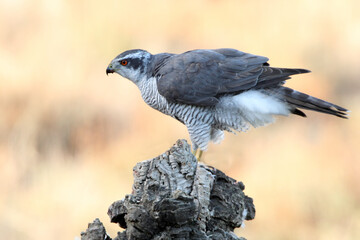 Northern goshawk adult male on a cork oak trunk with the last lights of an autumn day in a forest...