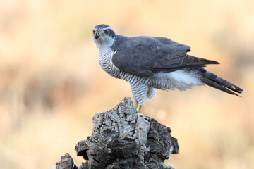 Northern goshawk adult male on a cork oak trunk with the last lights of an autumn day in a forest of oaks, pines and cork oaks