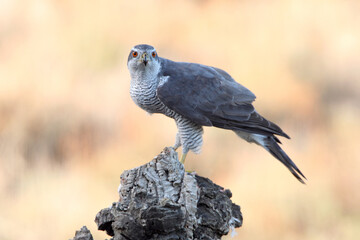Northern goshawk adult male on a cork oak trunk with the last lights of an autumn day in a forest of oaks, pines and cork oaks