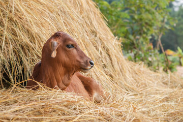 Red brahman calf on Haystack