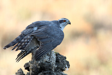 Northern goshawk adult male on a cork tree trunk protecting a recently hunted prey with the last light of day