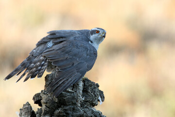 Northern goshawk adult male on a cork tree trunk protecting a recently hunted prey with the last light of day