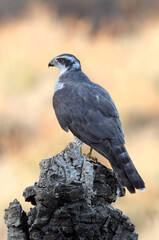 Northern goshawk adult male on a cork oak trunk with the last lights of an autumn day in a forest of oaks, pines and cork oaks