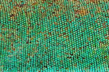 skin (scales) of a green iguana // Haut (Schuppen) eines Grünen Leguan - obrazy, fototapety, plakaty