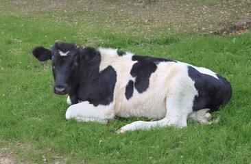Obraz na płótnie Canvas A young calf is resting on the grass.