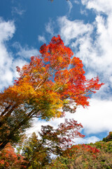 Hiking trail along Minoh river for Minoh in autumn