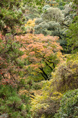 Fototapeta na wymiar Hiking trail along Minoh river for Minoh in autumn