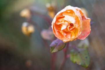 Letzte verblühte Rose an einem kahlen Rosenstrauch im Spätherbst