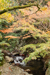 Hiking trail along Minoh river for Minoh in autumn