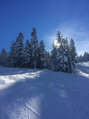 Moody and dark winter scene with snow covered trees on a. hillside, and the sun behind the trees