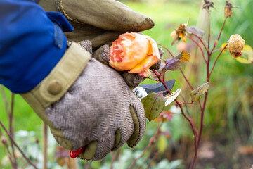 Gartenarbeiten im Spätherbst: Hände in Gärtnerhandschuhen schneiden Rose zu mit Fokus auf...