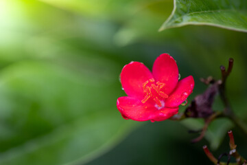 Obraz premium Roses in the garden