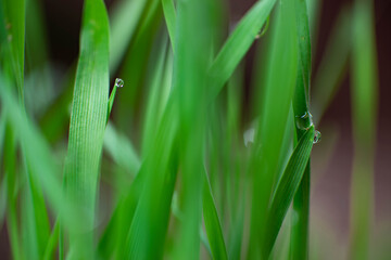 Fresh green grass with dewdrops, selective macro focus .for abstract background. 