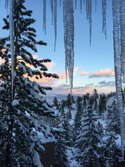 Vertical winter view of icicles and snow covered trees on a hill side near sunset, with pink clouds