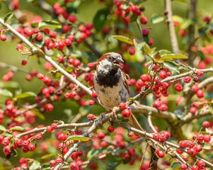 house sparrow (Passer domesticus) on a twig surrounded with red berries amazed