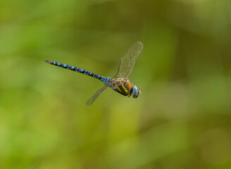 dragonfly migrant hawker (Aeshna mixta) in flight