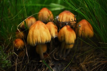 mushroom in the grass