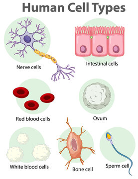 Information poster on human cells