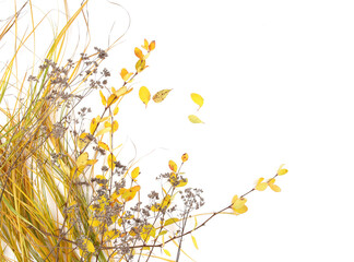 Autumn grass and leaves isolated on white background. Colorful autumn wild field grass and branches with leaves.
