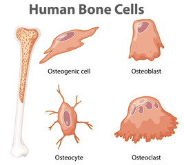Human bone cells anatomy